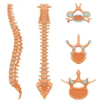 How Do Chiropractors Know Where to Adjust?