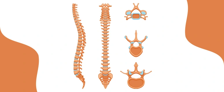 how do chiropractors know where to adjust